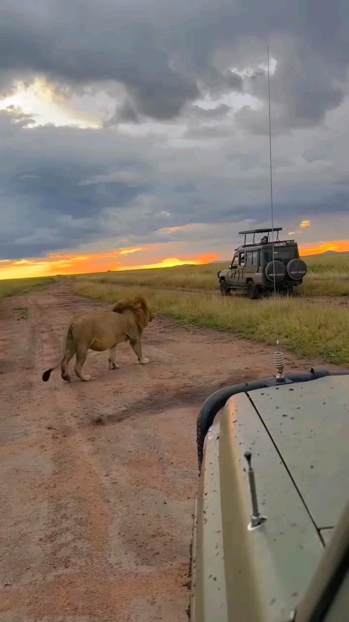 1-Day Kruger Wildlife Expedition from Hoedspruit