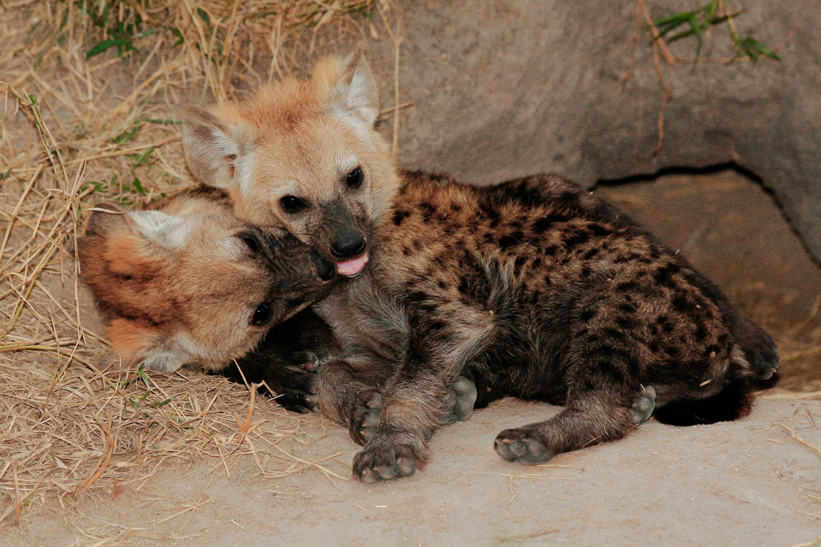 10-Day South Africa Safari, City & Cultural Adventure