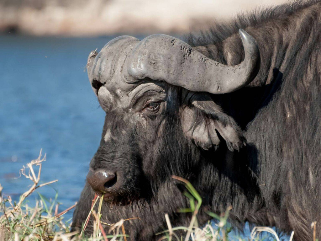 4-Day Big Five Chobe Park & Victoria Falls Tour
