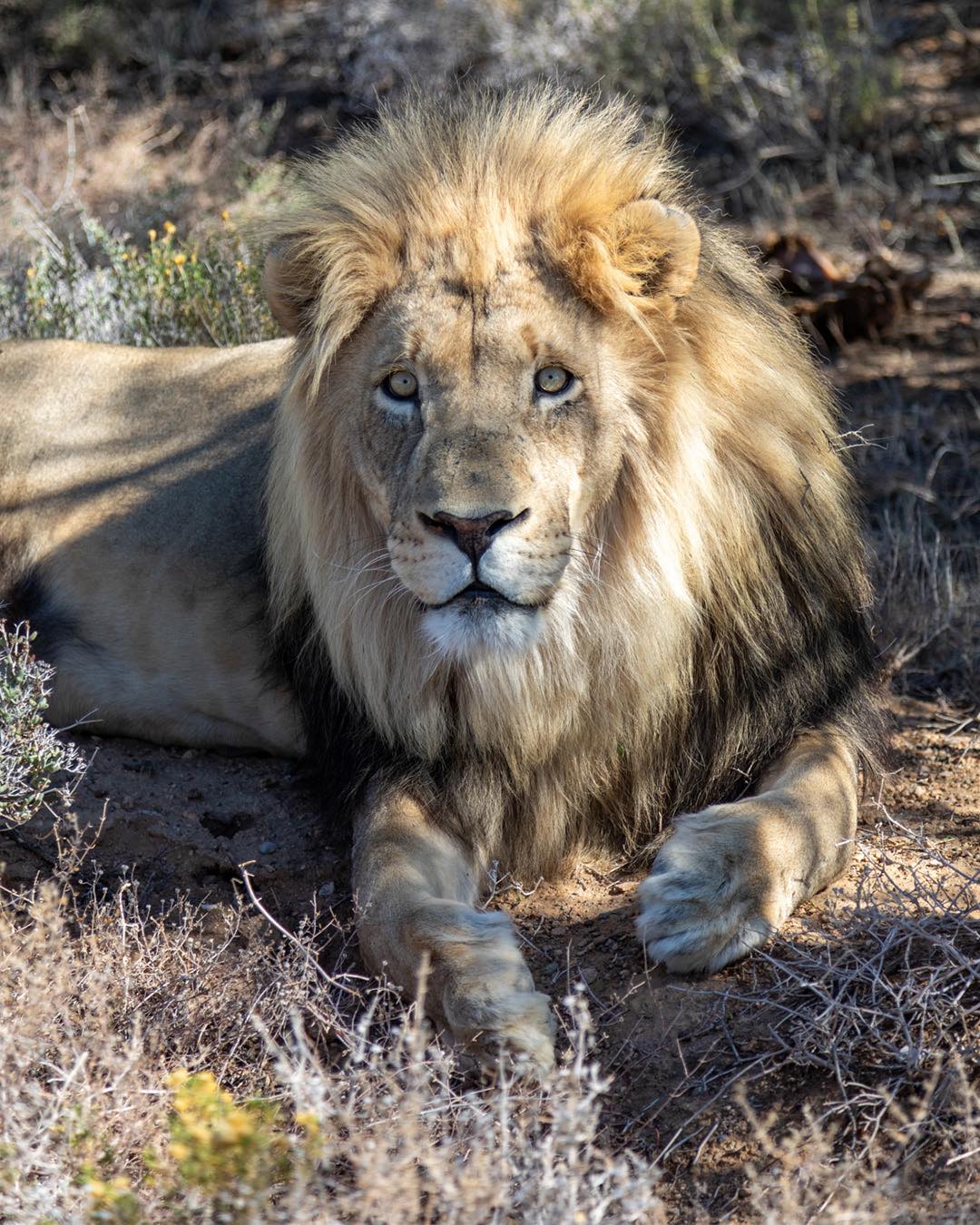 3 Day Big Five & Cheetah Run Safari – Inverdoorn