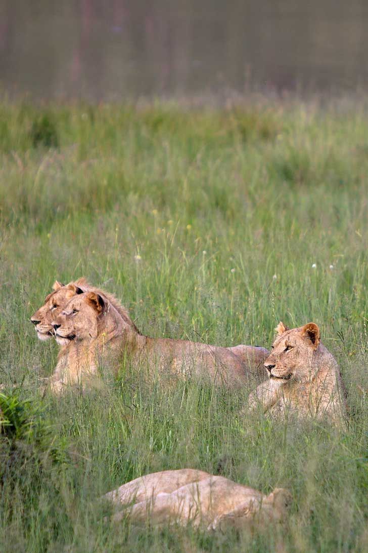 3-Day Pilanesberg Big Five Bush Adventure from Johannesburg