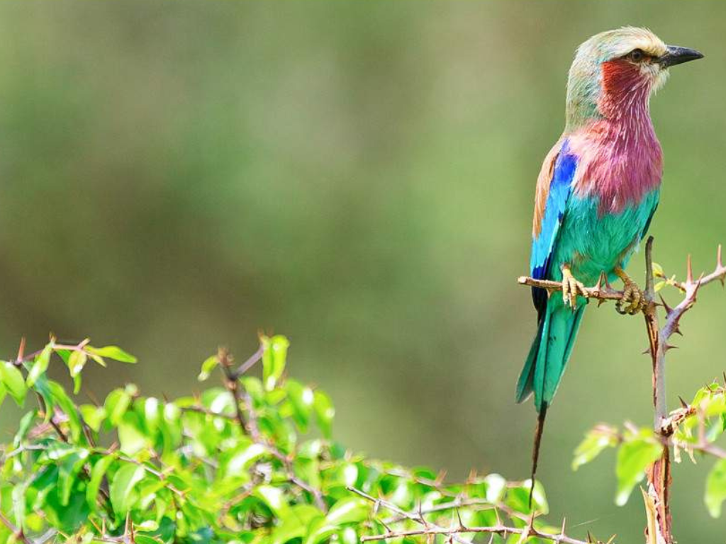 Safari Aéreo de 5 Días desde Zanzíbar: Serengeti, Ngorongoro y Tarangire