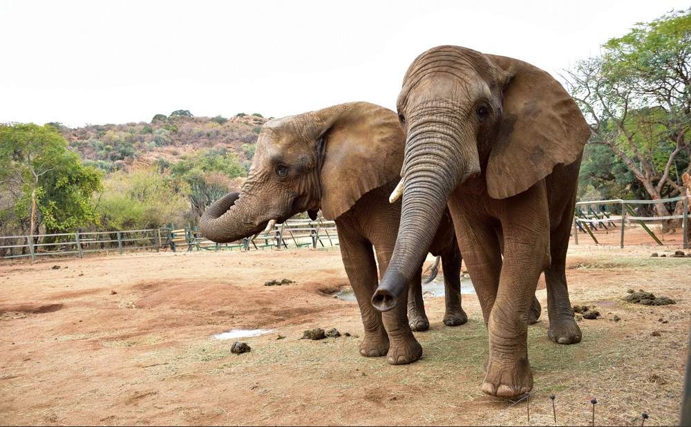 Encuentro con Elefantes y Experiencia en Santuario – 1 día