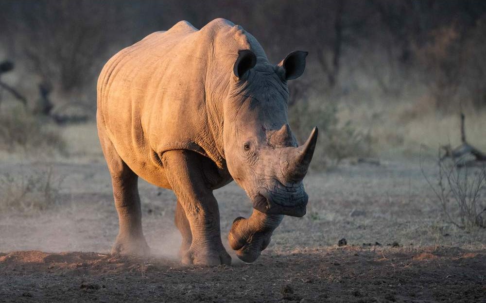 Safari completo en la Reserva de Caza Dinokeng – 1 día
