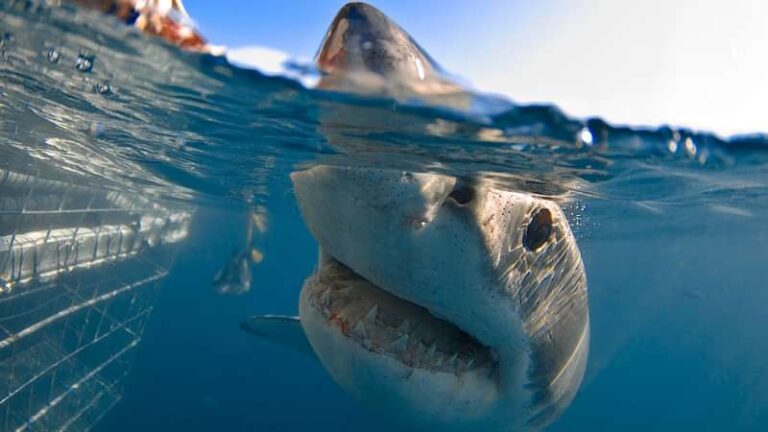 1/2 day Simon’s town Shark cage diving