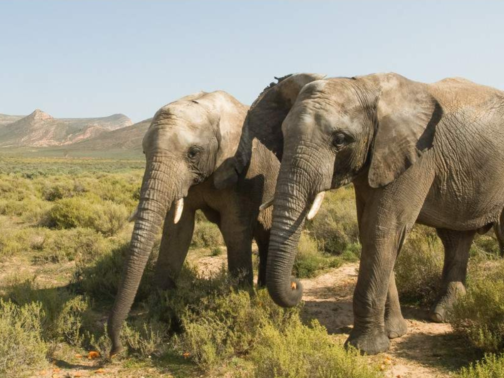 6-Day Ultimate Cape Town Safari & Scenic Journey