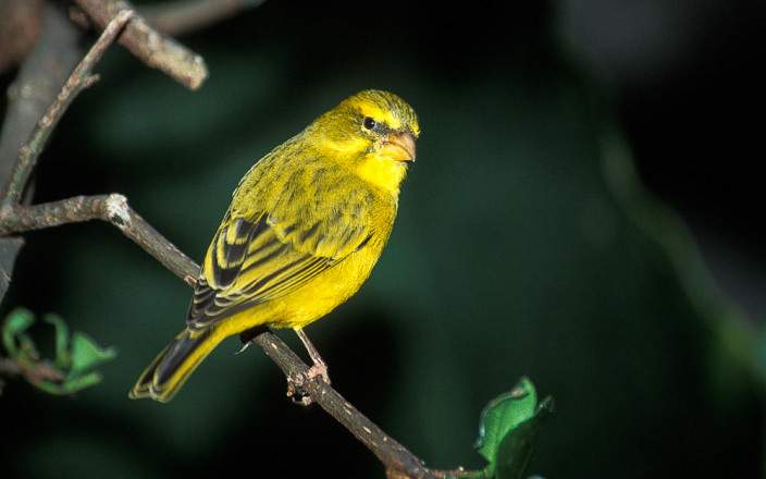 Safari clásico de gama media en Kwa Maritane – 2 días