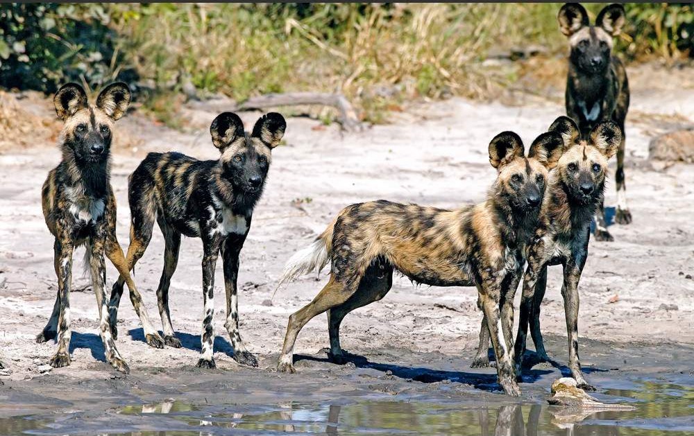 4 day private Chobe safari and Victoria falls escape