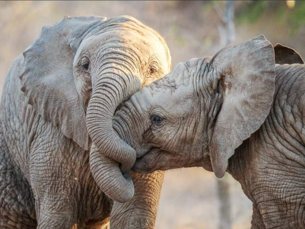 3-Day Kruger Wildlife Luxury Adventure