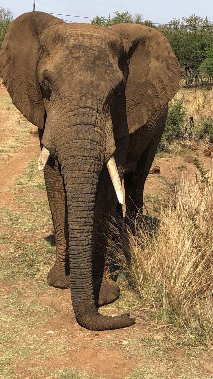 1-Day Pilanesberg Wildlife Safari – A Big Five Escape from the City