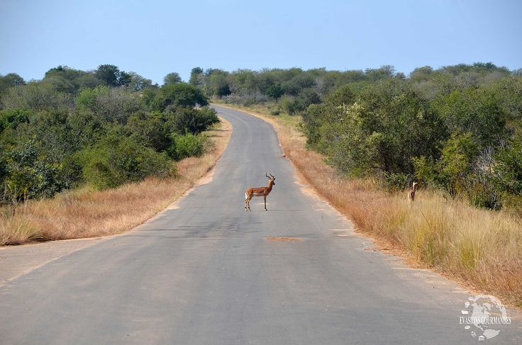 2-Day Authentic Big Five Camping Safari at Pilanesberg