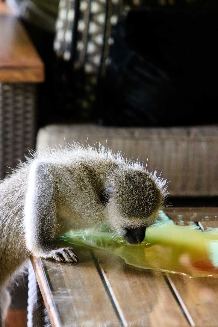 3-Day Pilanesberg Big Five Bush Adventure from Johannesburg