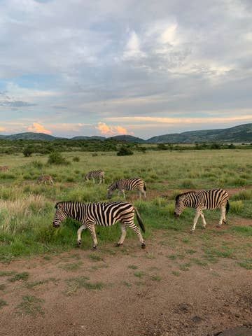 2-Day Authentic Big Five Camping Safari at Pilanesberg