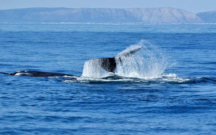 Tour de 1 Día por la Ruta de las Ballenas – Experiencia en Hermanus