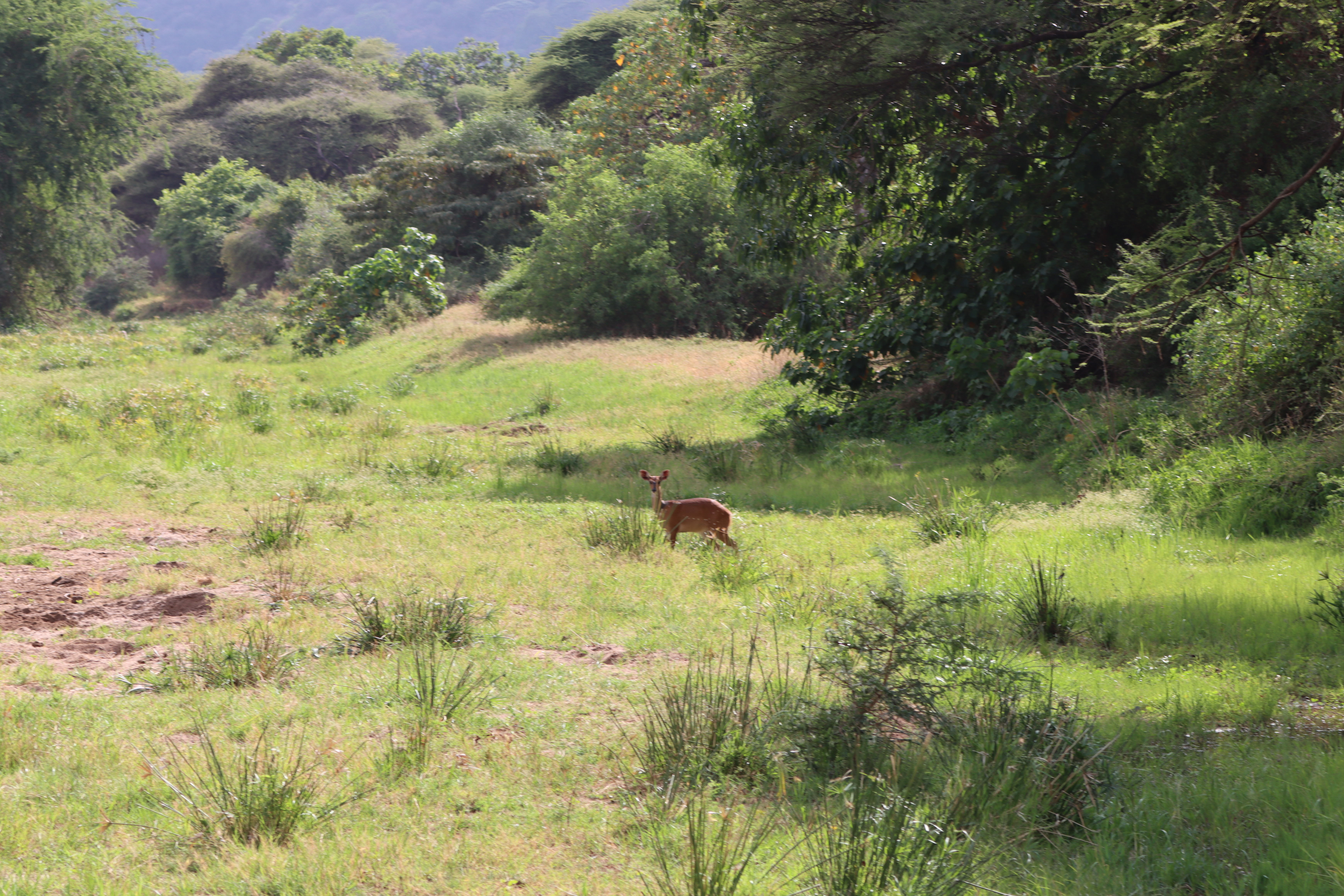 Lake Manyara National Park Full-Day Safari from Arusha with Lunch - travel experience in Tanzania