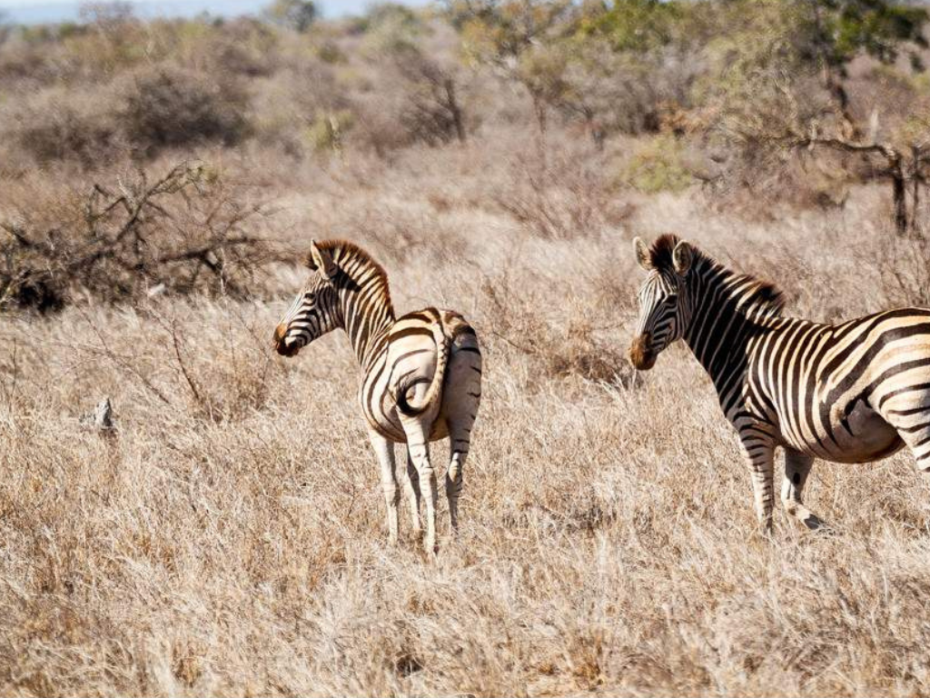 Aventura de 5 Días en Esuatini: Cultura, Fauna y Paisajes