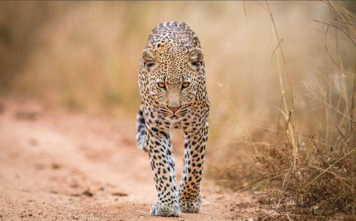 Safari económico de 5 días para ver animales salvajes – Glamping en el Parque Nacional Kruger