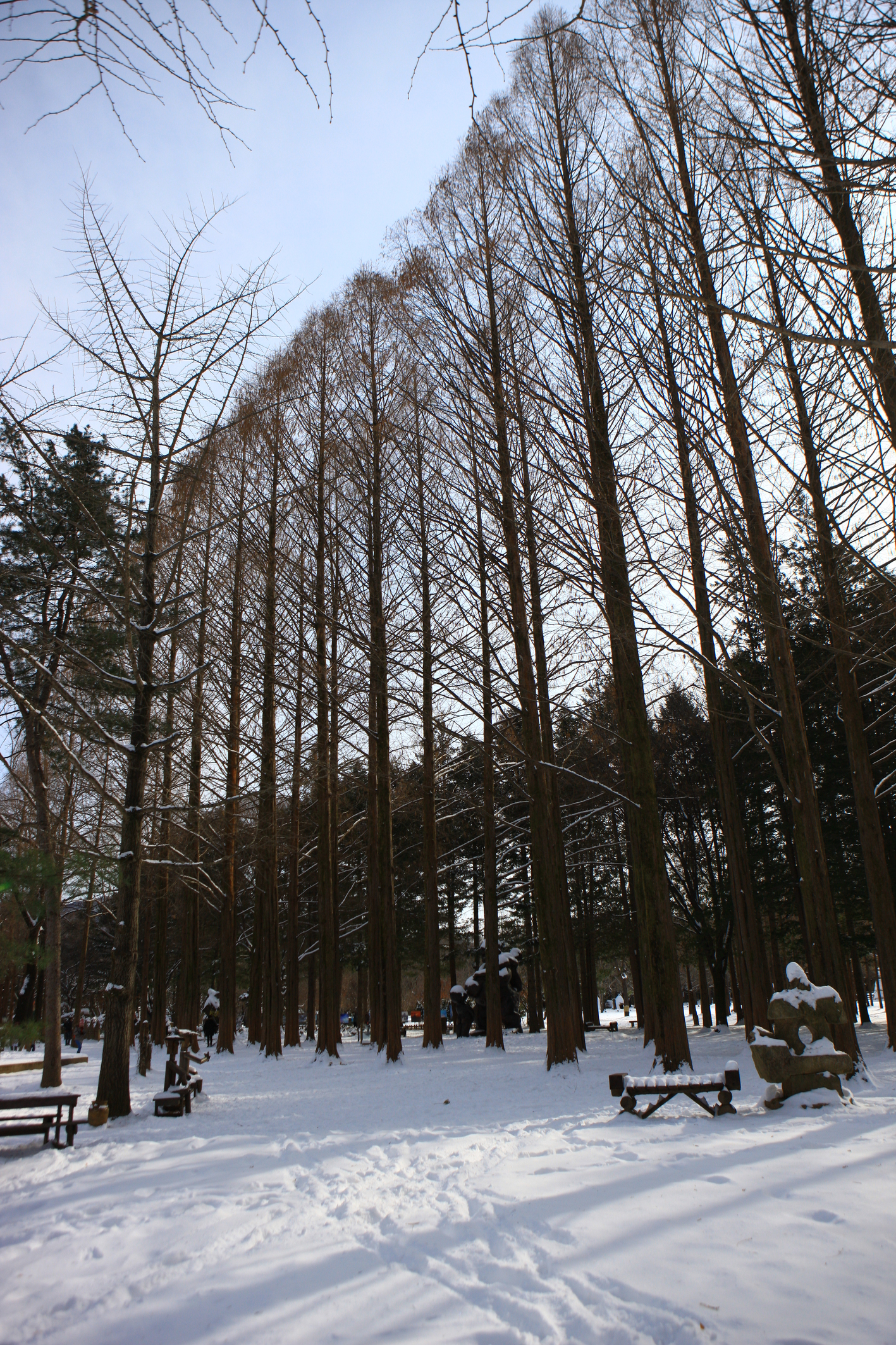 Enjoy the lighting festival at Garden of Morning Calm: a lamp festival that only comes in winter!