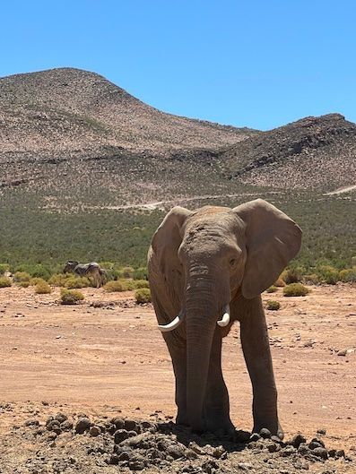 2-Day Inverdoorn Safari – Big Five Cape Town Experience