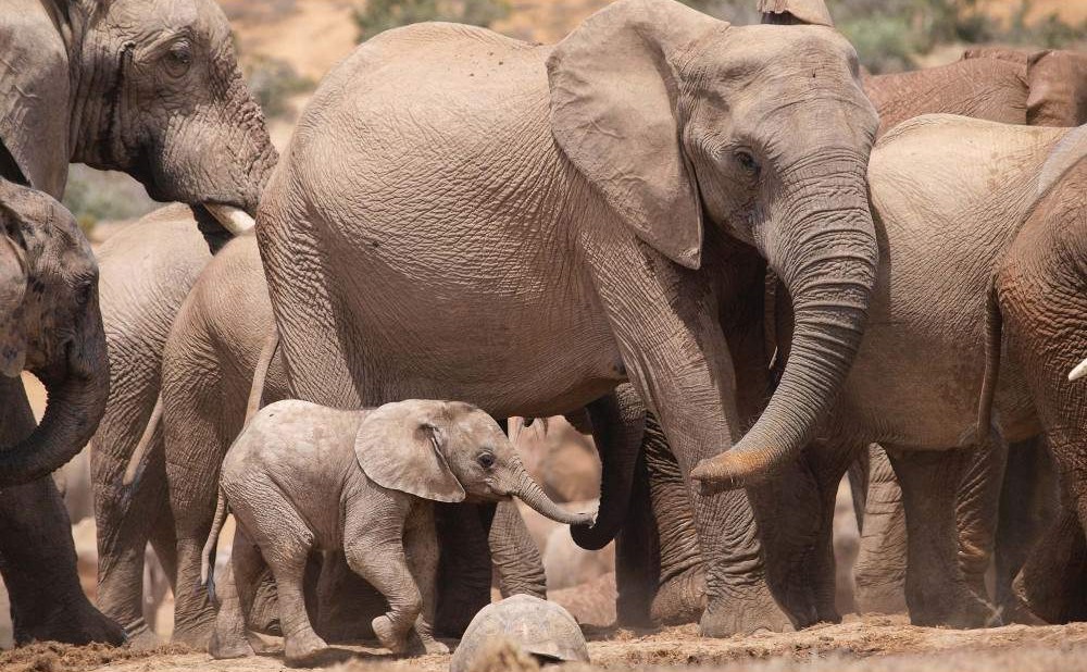 Encuentro con Elefantes y Experiencia en Santuario – 1 día