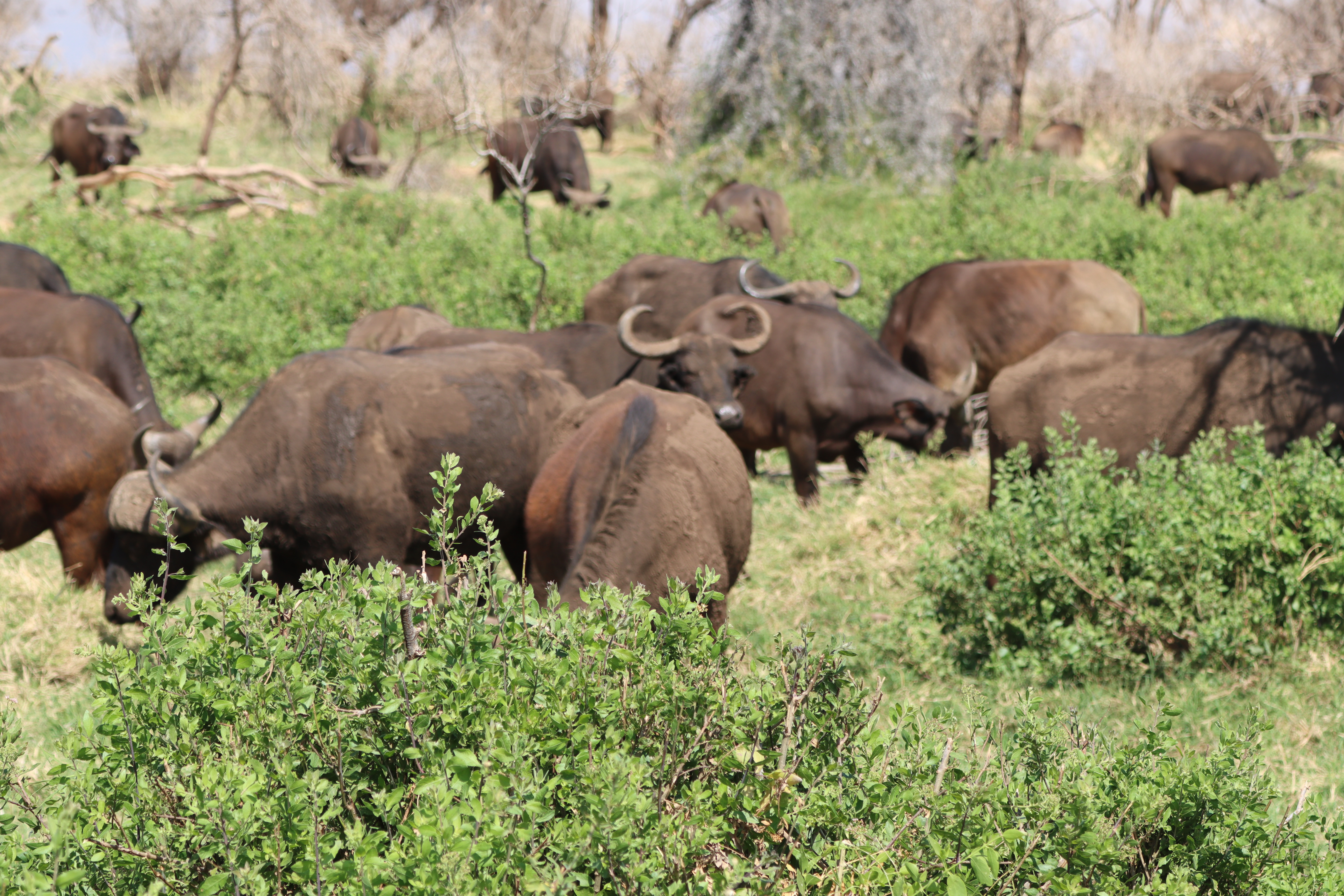 Lake Manyara National Park Full-Day Safari from Arusha with Lunch - travel experience in Tanzania