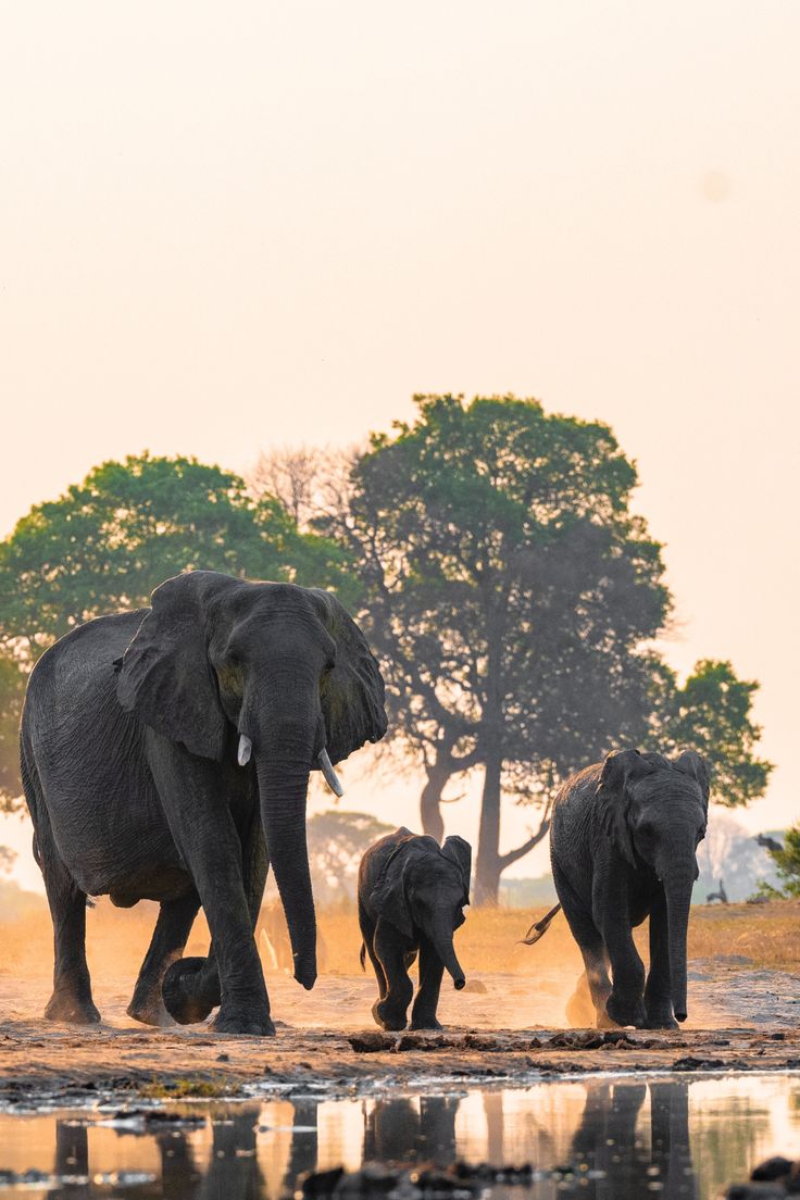 2-Day Okavango Delta Luxury Safari Escape