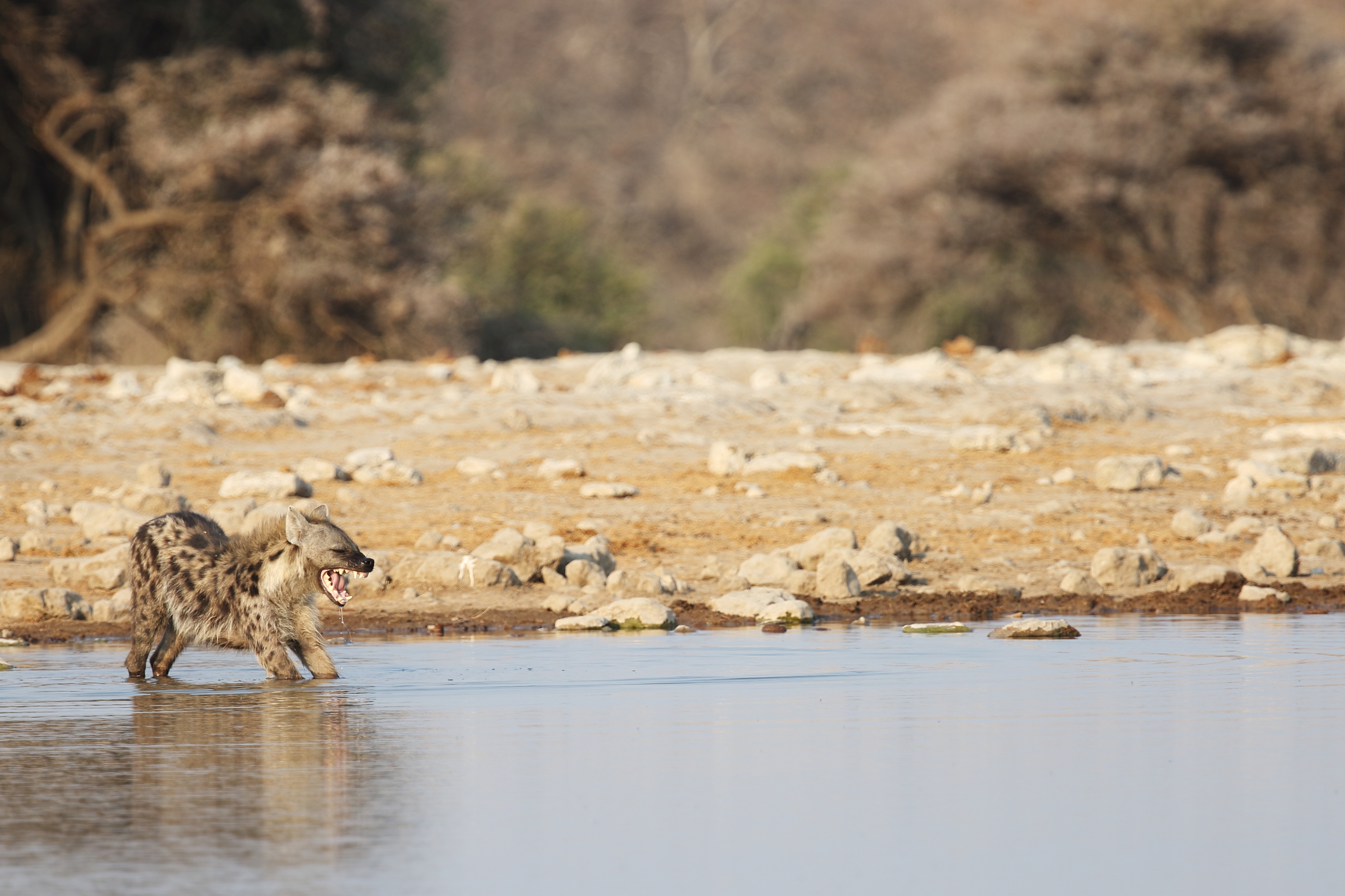 Safari de 7 Días en Ciudad del Cabo y el Parque Nacional Etosha