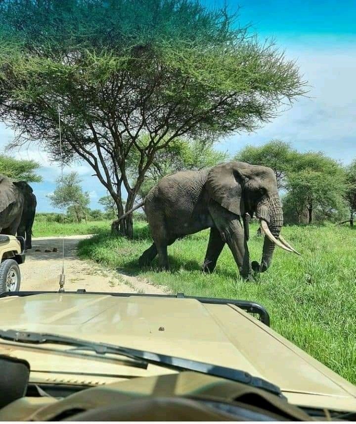 1-Day Pretoria City & Safari Park Adventure – The Best of Both Worlds