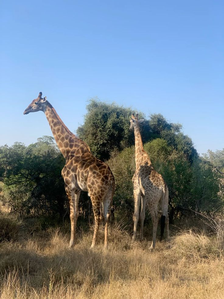 Safari de 2 dias en el Gran Kruger – Escapada economica con fauna silvestre