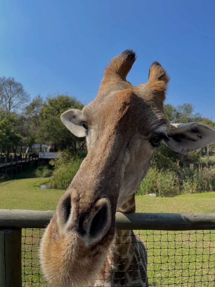 1-Day Pilanesberg Wildlife Safari – A Big Five Escape from the City