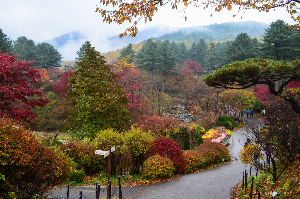 Gangchon Railbike, Nami Island & Garden of Morning Calm OR Petite France Private Transport Tour (9 passengers max)