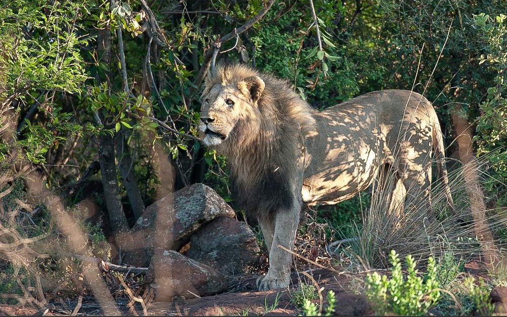 Escapada de Lujo Exclusiva de 3 Días en Black Rhino Game Lodge