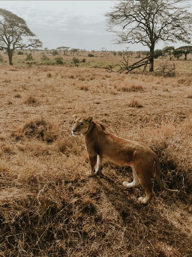 2-Day Inverdoorn Safari – Big Five Cape Town Experience