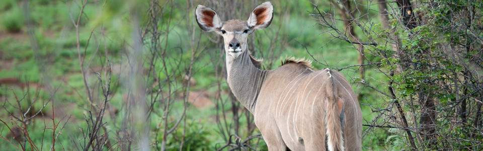 3 day Pilanesberg safari experience – Kwa Maritane