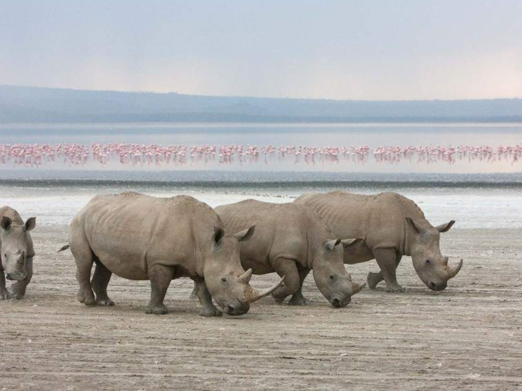 Safari de 7 Días: Amboseli, Lago Naivasha y Maasai Mara