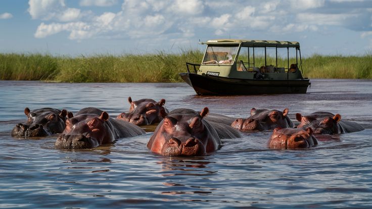 1/2 day Zambezi sunset dinner cruise – Victoria falls