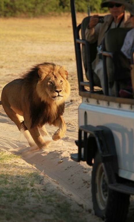 1-Day Kruger Safari at Sunset – Chase the Big Five at Dusk