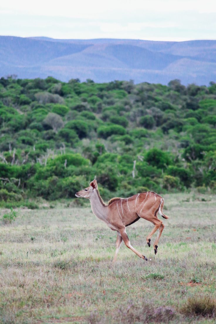 3-Day Cape Agulhas, Safari & Winelands Experience