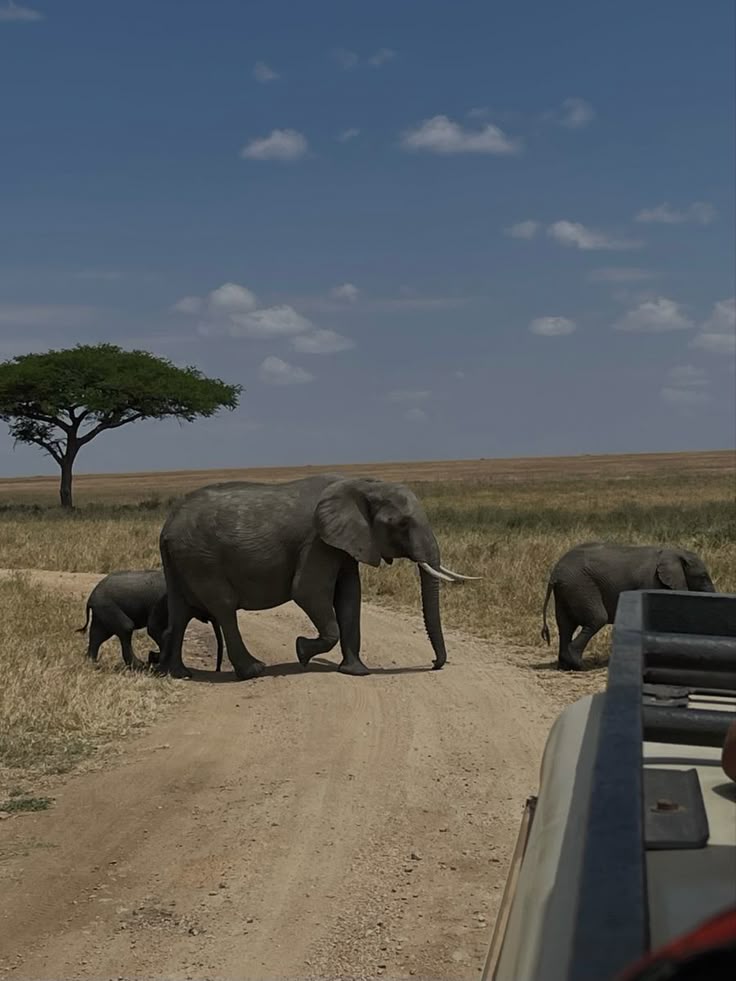 2-Day Etosha Safari from Windhoek – Lions, Elephants & More