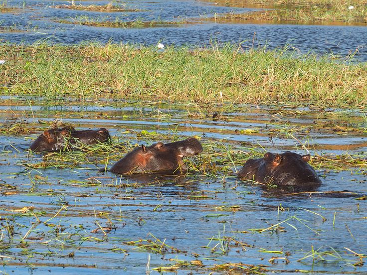 3-Day Chobe and Okavango Wildlife Safari