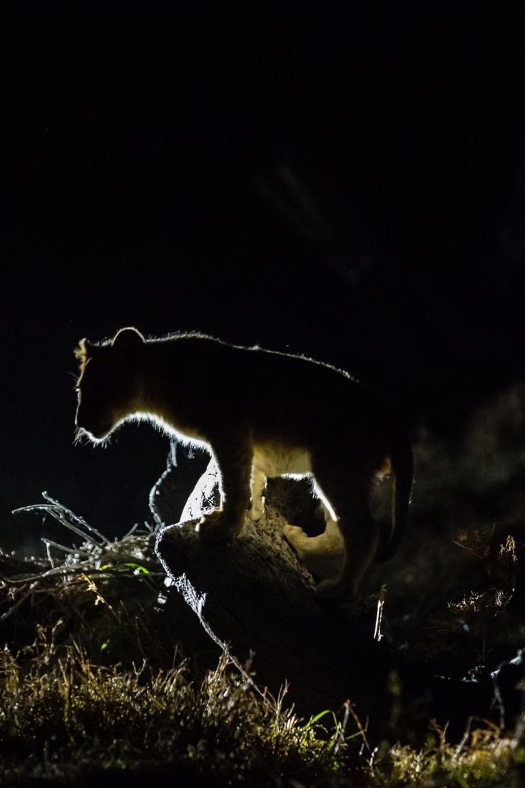 3- Day Big Five Safari at Elephant Plains Lodge in Sabi Sands