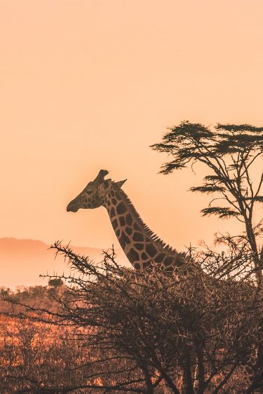 2-Day Sabi Sands Safari – Spot the Big Five