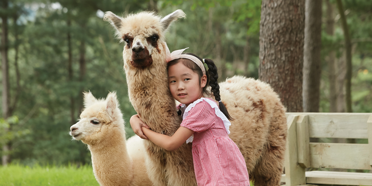 Alpaca World , Jade Garden & Gubongsan Mountain Observatory Cafe Street Private Transport Tour (9 passengers max)