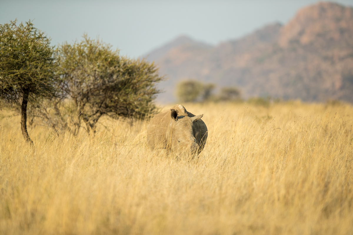 4-Day Adventure – Madikwe Wildlife Safari