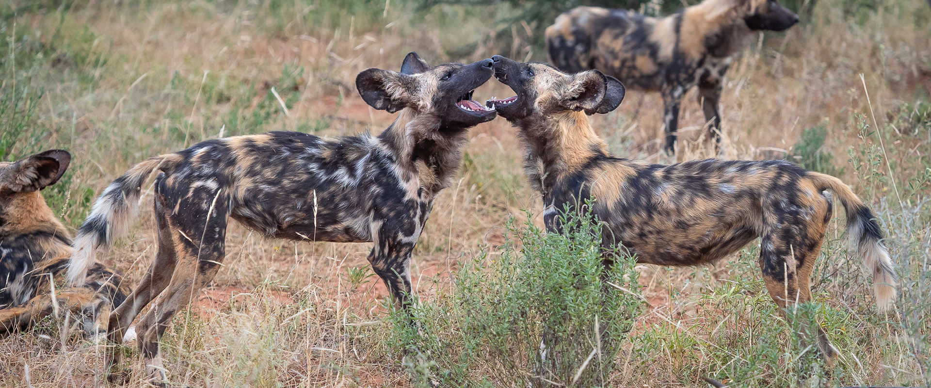 3-Day Madikwe Big Five Safari –African Adventure
