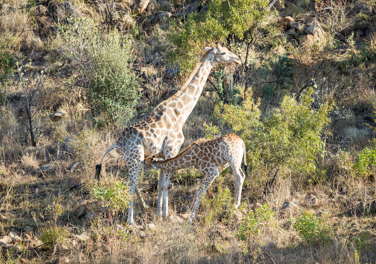 4-Day Mid-Range Camping Safari in Pilanesberg