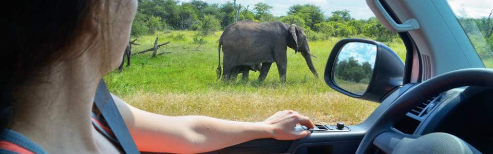 1 day Private Kruger National park safari from Hazyview
