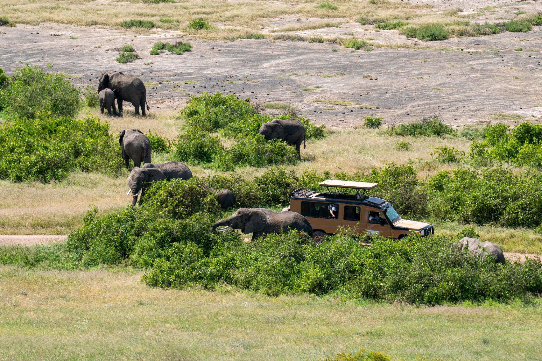 Safari Nocturno en Busca de Depredadores en Kruger – Medio Día desde Hazyview