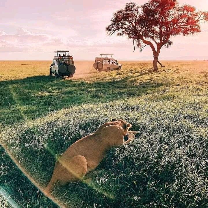 1-Day Pretoria City & Safari Park Adventure – The Best of Both Worlds