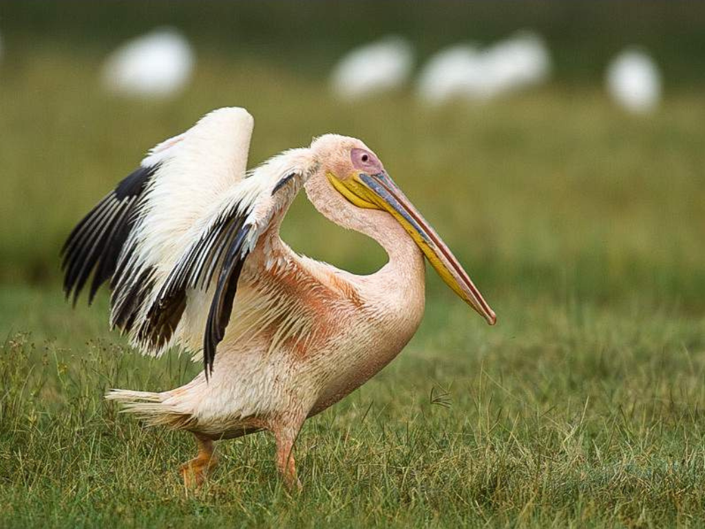 Safari de 7 Días: Amboseli, Lago Naivasha y Maasai Mara